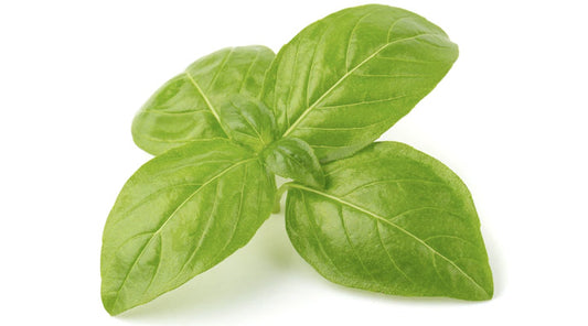 FRESH BASIL PER PACK