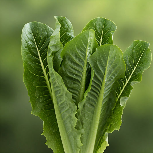 ORGANIC ROMAIN LETTUCE PER KG