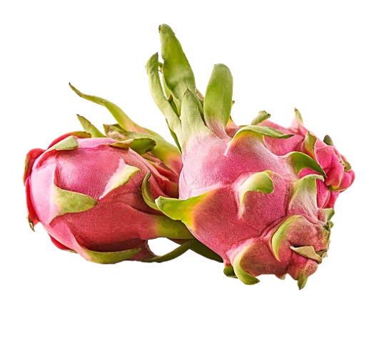 FRUGIVORE DRAGON FRUIT PER PCS